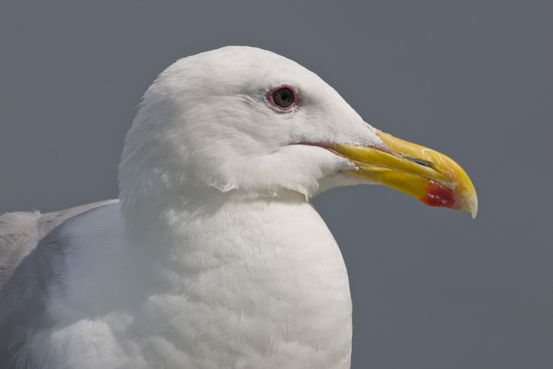 Glaucous-Winged Gull